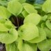 1830_8547_Hosta_Paradise_Island__2.JPG