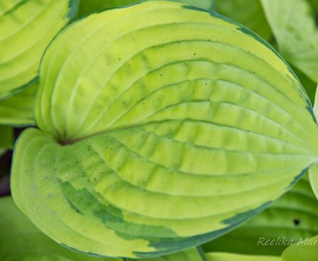 1830_8548_Hosta_Paradise_Island__4.JPG