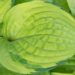 1830_8548_Hosta_Paradise_Island__4.JPG