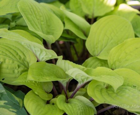 1830_8549_Hosta_Paradise_Island_.JPG