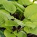 1830_8549_Hosta_Paradise_Island_.JPG