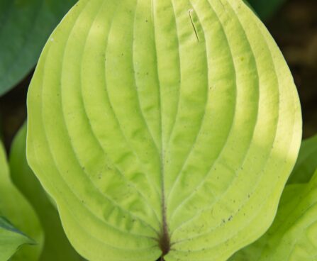 1830_8550_Hosta_Paradise_Island__3.JPG