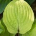 1830_8550_Hosta_Paradise_Island__3.JPG