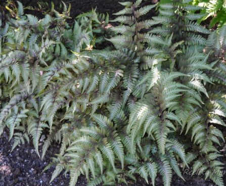 1847_7690_Athyrium_niponicum_Ursulas_Red_.JPG