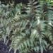 1847_7690_Athyrium_niponicum_Ursulas_Red_.JPG