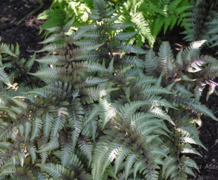 1847_7691_Athyrium_niponicum_Ursulas_Red__2.JPG