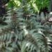 1847_7691_Athyrium_niponicum_Ursulas_Red__2.JPG