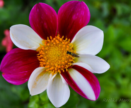 Daalia Dhalia