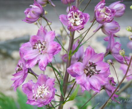 1852_4540_Delphinium_elatum_Black_Eyed_Beauty_.jpg