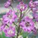 1852_4540_Delphinium_elatum_Black_Eyed_Beauty_.jpg