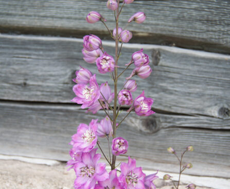 1852_4541_Delphinium_elatum_Black_Eyed_Beauty_2.jpg