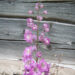 1852_4541_Delphinium_elatum_Black_Eyed_Beauty_2.jpg