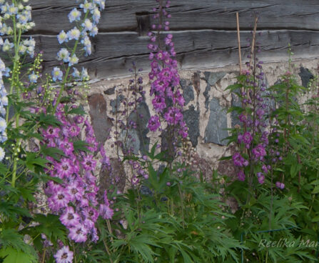 1852_7912_Delphinium_elatum_Black_Eyed_Beauty_.JPG