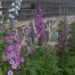 1852_7912_Delphinium_elatum_Black_Eyed_Beauty_.JPG
