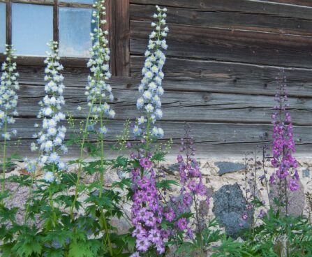 1852_7920_Delphinium_elatum.JPG