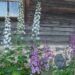 1852_7920_Delphinium_elatum.JPG