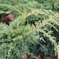 167_6982_Juniperus_squamata_Holger_kirju kadakas_2.JPG