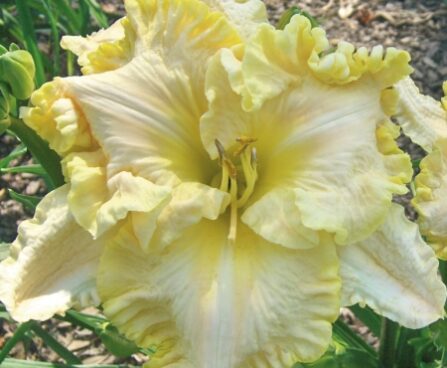 1862_7187_Hemerocallis_Finders_Keepers_Photo_Darwinplants.jpg