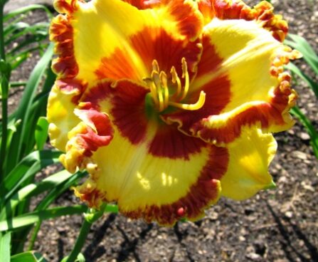 1866_7192_Hemerocallis_Lady_Betty_Fretz_Photo_Darwinplants.jpg