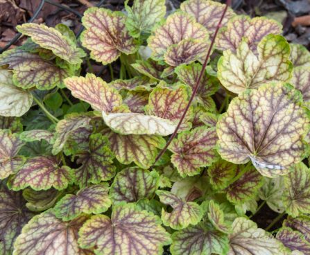 1878_7859_Heuchera_Gauguin__2.JPG