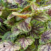 1878_7860_Heuchera_Gauguin_.JPG