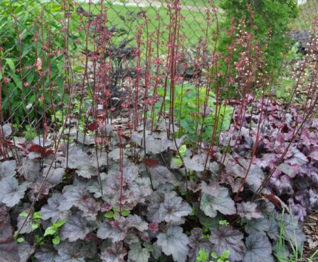 Heuchera `Swirling Fantasy` helmikpööris