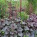 Heuchera `Swirling Fantasy` helmikpööris