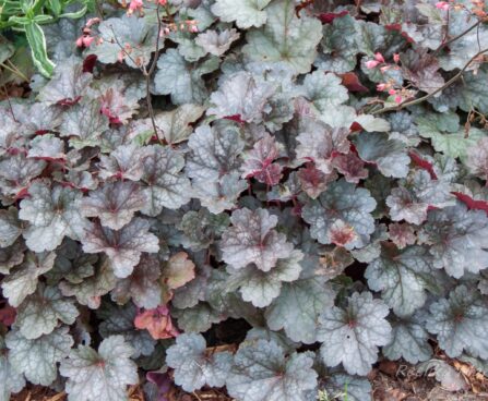 1881_7839_Heuchera_Swirling_Fantasy_.JPG