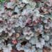 1881_7839_Heuchera_Swirling_Fantasy_.JPG