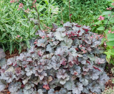 1881_7840_Heuchera_Swirling_Fantasy__2.JPG