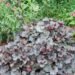 1881_7840_Heuchera_Swirling_Fantasy__2.JPG