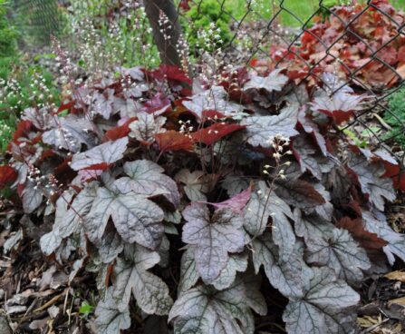 Heuchera helmikpööris