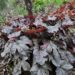 Heuchera helmikpööris