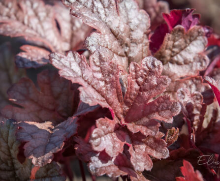 1882_9078_Heucherella_Gunsmoke__2.JPG