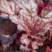 1882_9078_Heucherella_Gunsmoke__2.JPG