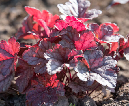 1882_9079_Heucherella_Gunsmoke_.JPG