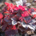 1882_9079_Heucherella_Gunsmoke_.JPG