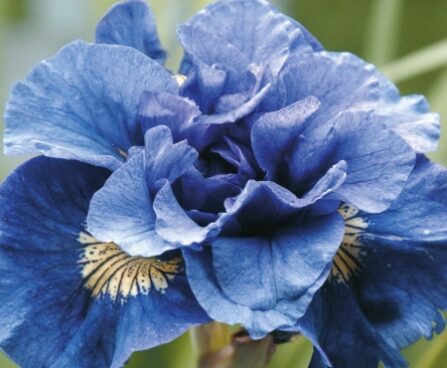 1886_7229_Iris_sibirica_Concord_Crush_PHOTO_Darwinplants.jpg