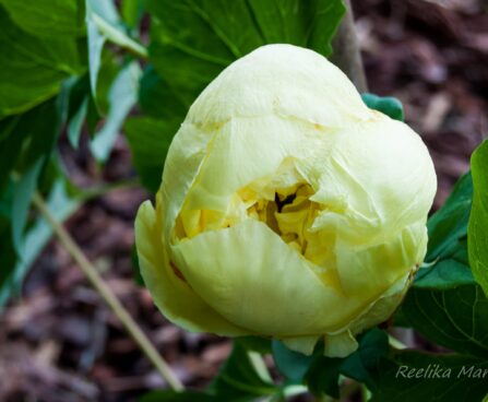 1896_4537_Paeonia_Yellow_Crown.jpg