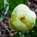 1896_4537_Paeonia_Yellow_Crown.jpg