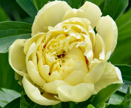 1896_7501_Paeonia_Itoh_Yellow_Crown_.JPG