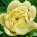 1896_7501_Paeonia_Itoh_Yellow_Crown_.JPG