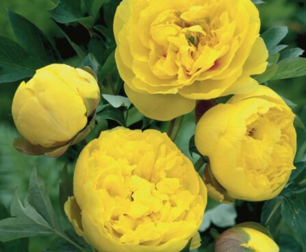 1896_9446_Paeonia_Yellow_Crown-2-D.jpg