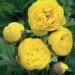 1896_9446_Paeonia_Yellow_Crown-2-D.jpg