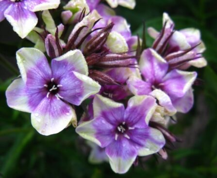 1907_7129_Phlox_paniculata_Mikes_Choice_1_Photo_Darwinplants.jpg