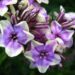 1907_7129_Phlox_paniculata_Mikes_Choice_1_Photo_Darwinplants.jpg