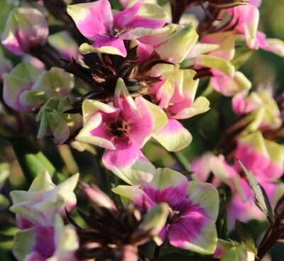 1907_7130_Phlox_paniculata_Mikes_Choice_Photo_Darwinplants.jpg