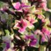 1907_7130_Phlox_paniculata_Mikes_Choice_Photo_Darwinplants.jpg