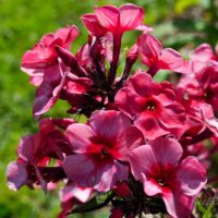 1912_4516_Phlox_Red_Caribbean.jpg