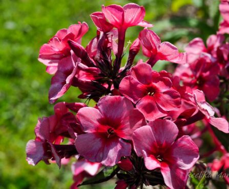 1912_4516_Phlox_Red_Caribbean.jpg